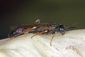 Allantus cinctus / Rosensgewespe / Gebnderte Rosenblattwespe / Pflanzenwespen - Symphyta - Echte Blattwespen - Tenthredinidae