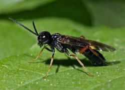 Allantus melanarius / Kein deutscher Name bekannt (bei der Eiablage) / Pflanzenwespen - Symphyta - Echte Blattwespen - Tenthredinidae