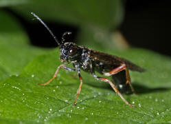 Allantus melanarius / Kein deutscher Name bekannt  (bei der Eiablage) / Pflanzenwespen - Symphyta - Echte Blattwespen - Tenthredinidae