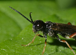 Allantus melanarius / Kein deutscher Name bekannt / Pflanzenwespen - Symphyta - Echte Blattwespen - Tenthredinidae