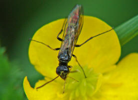 Cephus pygmeus / "Getreidehalm-Blattwespe" / Halmwespen - Cephidae / Pflanzenwespen - Symphyta / Hautflgler - Hymenoptera