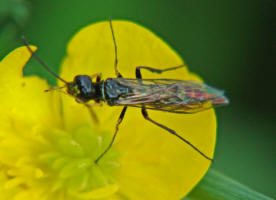 Cephus pygmeus / "Getreidehalm-Blattwespe" / Halmwespen - Cephidae / Pflanzenwespen - Symphyta / Hautflgler - Hymenoptera