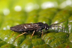 Cladius pectinicornis / Ohne deutschen Namen / Tenthredinidae - "Echte Blattwespen" - Nematinae