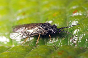 Cladius pectinicornis / Ohne deutschen Namen / Tenthredinidae - "Echte Blattwespen" - Nematinae