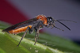 Dolerus madidus / Ohne deutschen Namen / Echte Blattwespen - Tenthredinidae / Pflanzenwespen - Symphyta / Ordnung: Hautflgler - Hymenoptera