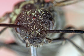 Dolerus nigratus / Ohne deutschen Namen / Echte Blattwespen - Tenthredinidae / Pflanzenwespen - Symphyta / Ordnung: Hautflgler - Hymenoptera