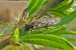 Dolerus spec. / Blattwespe / Echte Blattwespen - Tenthredinidae / Pflanzenwespen - Symphyta / Ordnung: Hautflgler - Hymenoptera