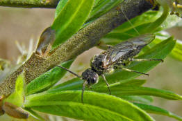 Dolerus spec. / Blattwespe / Echte Blattwespen - Tenthredinidae / Pflanzenwespen - Symphyta / Ordnung: Hautflgler - Hymenoptera