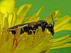 Elinora koehleri (= Tenthredo koehleri) / Blattwespe / Echte Blattwespen - Tenthredinidae / Pflanzenwespen - Symphyta / Ordnung: Hautflgler - Hymenoptera