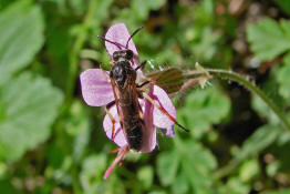 Elinora koehleri (= Tenthredo koehleri) / Blattwespe / Echte Blattwespen - Tenthredinidae / Pflanzenwespen - Symphyta / Ordnung: Hautflgler - Hymenoptera