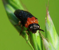 Eutomostethus ephippium / Sattel-Blattwespe / Echte Blattwespen - Tenthredinidae / Pflanzenwespen - Symphyta / Ordnung: Hautflgler - Hymenoptera