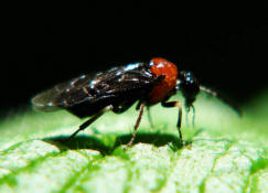 Eutomostethus ephippium / Sattel-Blattwespe / Echte Blattwespen - Tenthredinidae / Pflanzenwespen - Symphyta / Ordnung: Hautflgler - Hymenoptera