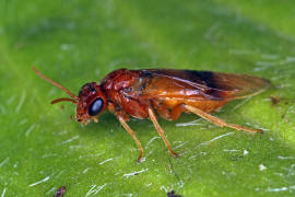 Hoplocampa flava / Gelbe Pflaumen-Sgewespe / Blattwespen - Tenthredinidae - Nematinae