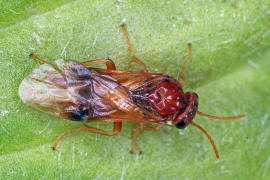 Hoplocampa flava / Gelbe Pflaumen-Sgewespe / Blattwespen - Tenthredinidae - Nematinae