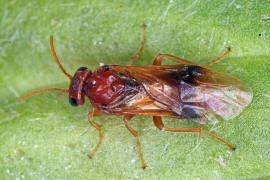 Hoplocampa flava / Gelbe Pflaumen-Sgewespe / Blattwespen - Tenthredinidae - Nematinae