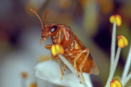 Hoplocampa flava / Gelbe Pflaumen-Sgewespe / Blattwespen - Tenthredinidae - Nematinae