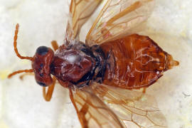 Hoplocampa flava / Gelbe Pflaumen-Sgewespe (Prparat) / Blattwespen - Tenthredinidae - Nematinae