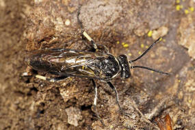 Macrophya alboannulata oder M. albicincta / "Blattwespe" / Echte Blattwespen - Tenthredinidae / Pflanzenwespen - Symphyta / Ordnung: Hautflgler - Hymenoptera