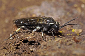 Macrophya alboannulata oder M. albicincta / "Blattwespe" / Echte Blattwespen - Tenthredinidae / Pflanzenwespen - Symphyta / Ordnung: Hautflgler - Hymenoptera