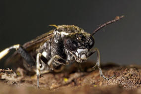 Macrophya alboannulata oder M. albicincta / "Blattwespe" / Echte Blattwespen - Tenthredinidae / Pflanzenwespen - Symphyta / Ordnung: Hautflgler - Hymenoptera