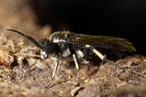 Macrophya alboannulata oder M. albicincta / "Blattwespe" / Echte Blattwespen - Tenthredinidae / Pflanzenwespen - Symphyta / Ordnung: Hautflgler - Hymenoptera