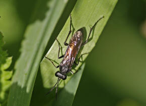 Macrophya annulata / "Blattwespe" / Echte Blattwespen - Tenthredinidae / Pflanzenwespen - Symphyta / Ordnung: Hautflgler - Hymenoptera