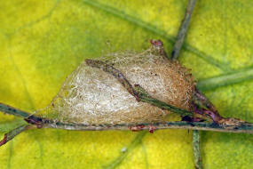 Schizocerella lineata / Purslane Sawfly / Brstenhornblattwespen - Argidae / Blattwespenartige - Tenthredinoidea / Ordnung: Hautflgler -  Hymenoptera / Unterordnung: Pflanzenwespen - Symphyta