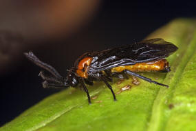 Schizocerella lineata / Purslane Sawfly / Brstenhornblattwespen - Argidae / Blattwespenartige - Tenthredinoidea / Ordnung: Hautflgler -  Hymenoptera / Unterordnung: Pflanzenwespen - Symphyta