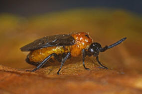 Schizocerella lineata / Purslane Sawfly / Brstenhornblattwespen - Argidae / Blattwespenartige - Tenthredinoidea / Ordnung: Hautflgler -  Hymenoptera / Unterordnung: Pflanzenwespen - Symphyta