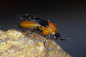 Schizocerella lineata / Purslane Sawfly / Brstenhornblattwespen - Argidae / Blattwespenartige - Tenthredinoidea / Ordnung: Hautflgler -  Hymenoptera / Unterordnung: Pflanzenwespen - Symphyta