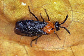 Schizocerella lineata / Purslane Sawfly / Brstenhornblattwespen - Argidae / Blattwespenartige - Tenthredinoidea / Ordnung: Hautflgler -  Hymenoptera / Unterordnung: Pflanzenwespen - Symphyta