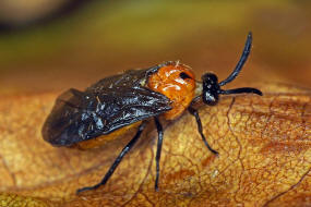 Schizocerella lineata / Purslane Sawfly / Brstenhornblattwespen - Argidae / Blattwespenartige - Tenthredinoidea / Ordnung: Hautflgler -  Hymenoptera / Unterordnung: Pflanzenwespen - Symphyta