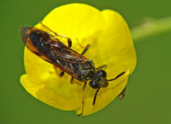 Elinora koehleri (= Tenthredo koehleri) / Blattwespe / Echte Blattwespen - Tenthredinidae / Pflanzenwespen - Symphyta / Ordnung: Hautflgler - Hymenoptera