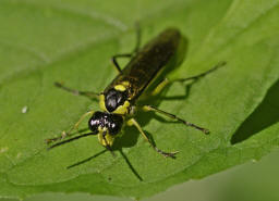 Tenthredo mesomela / "Blattwespe" / Echte Blattwespen - Tenthredinidae / Pflanzenwespen - Symphyta / Ordnung: Hautflgler - Hymenoptera