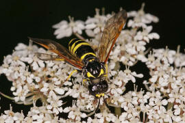 Tenthredo omissa / Ohne deutschen Namen / Echte Blattwespen - Tenthredinidae / Pflanzenwespen - Symphyta / Ordnung: Hautflgler - Hymenoptera