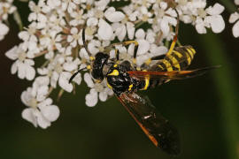 Tenthredo omissa / Ohne deutschen Namen / Echte Blattwespen - Tenthredinidae / Pflanzenwespen - Symphyta / Ordnung: Hautflgler - Hymenoptera