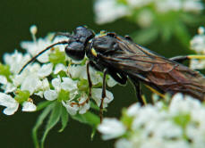 Tenthredo trabeata / Blattwespe /  Echte Blattwespen - Tenthredinidae / Pflanzenwespen - Symphyta / Ordnung: Hautflgler - Hymenoptera