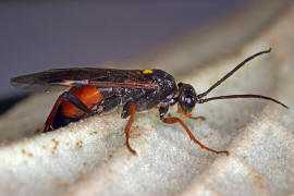 Tenthredopsis stigma / Ohne deutschen Namen / Echte Blattwespen - Tenthredinidae / Pflanzenwespen - Symphyta / Ordnung: Hautflgler - Hymenoptera