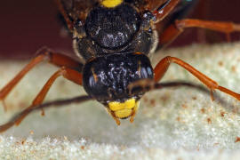 Tenthredopsis stigma / Ohne deutschen Namen / Echte Blattwespen - Tenthredinidae / Pflanzenwespen - Symphyta / Ordnung: Hautflgler - Hymenoptera