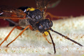 Tenthredopsis stigma / Ohne deutschen Namen / Echte Blattwespen - Tenthredinidae / Pflanzenwespen - Symphyta / Ordnung: Hautflgler - Hymenoptera