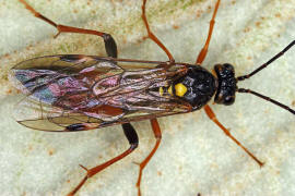 Tenthredopsis stigma / Ohne deutschen Namen / Echte Blattwespen - Tenthredinidae / Pflanzenwespen - Symphyta / Ordnung: Hautflgler - Hymenoptera