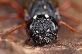 Xiphydria camelus / Ohne deutschen Namen / Pflanzenwespen - Symphyta - Xiphydriidae - Schwertwespen