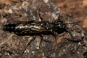 Xiphydria longicollis / Ohne deutschen Namen / Pflanzenwespen - Symphyta - Xiphydriidae - Schwertwespen