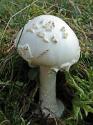 Amanita citrina var. alba / Weier Gelber Knollenbltterpilz / Amanitaceae / Wulstlingsverwandte