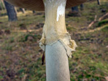 Amanita citrina var. alba / Weier Gelber Knollenbltterpilz / Amanitaceae / Wulstlingsverwandte