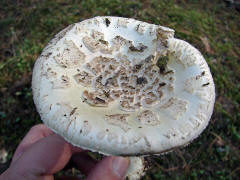 Amanita citrina var. alba / Weier Gelber Knollenbltterpilz / Amanitaceae / Wulstlingsverwandte