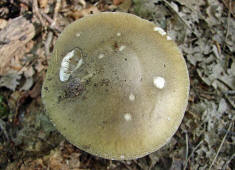 Amanita phalloides / Grner Knollenbltterpilz / Amanitaceae / Wulstlingsverwandte