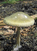 Amanita phalloides / Grner Knollenbltterpilz / Amanitaceae / Wulstlingsverwandte