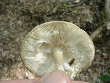 Amanita phalloides / Grner Knollenbltterpilz / Amanitaceae / Wulstlingsverwandte