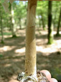 Amanita phalloides / Grner Knollenbltterpilz / Amanitaceae / Wulstlingsverwandte